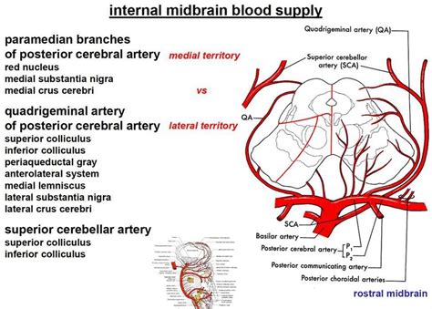 midbrain blood supply httpsmemorangappcom  scientific