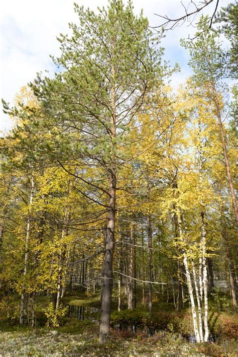 autumn landscape russian forest tundra stock image image  vegetation birch