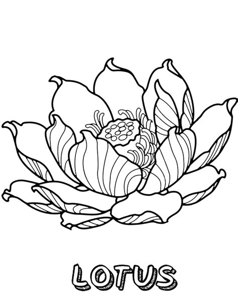 printable lotus coloring page flower