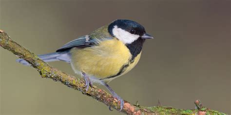 great tit identification habitat and food ark wildlife uk