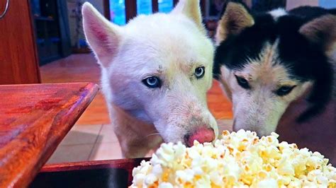 dog eating popcorn asmr youtube