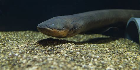 electric eel smithsonians national zoo