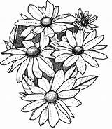 Rudbeckia Prairie Coloring Sun Flower Blooms Robust Distinctive Aas Winner 2003 Has Designlooter 07kb Drawings sketch template