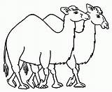 Camel Colorat Desene Planse Colorir Camellos Dromadaire Dibujo Camelo Animale Salbatice Dromader Animaux Caravan Desenhos Camelos Animales Fise Peccary Camila sketch template