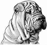 Coloring Pei Shar Sharpei Dog Coat Pages Drawing Ouch 48kb 279px Colouring Tattoos Drawings Sprouls sketch template