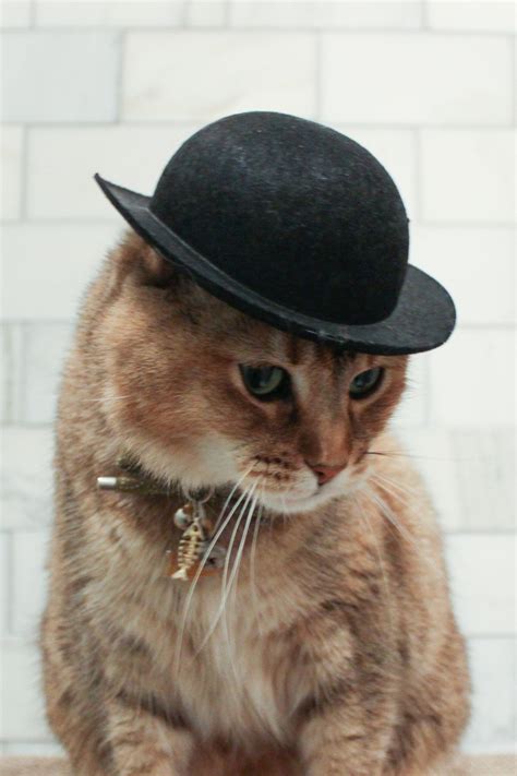 large black bowler cat hat tough guy cat hat  shipping etsy