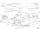 Leopardo Foca Colorare Coloriage Robben Animaux Seeleopard Ausmalbilder Disegno Colorier Supercoloring Ausmalbild Seals Antarctica sketch template