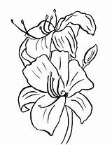 Coloring Lily Printable Samanthasbell sketch template