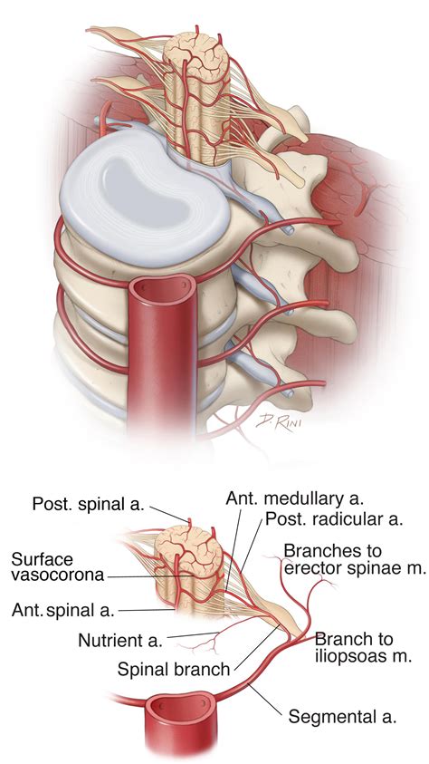 operative spinal cord anatomy  neurosurgical atlas