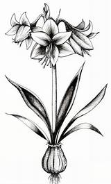Amaryllis Drawing Flower Illustrations Getdrawings sketch template