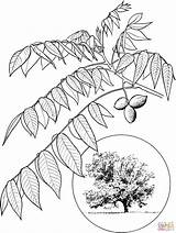 Walnut Coloring Butternut Pages Printable Tree Color sketch template