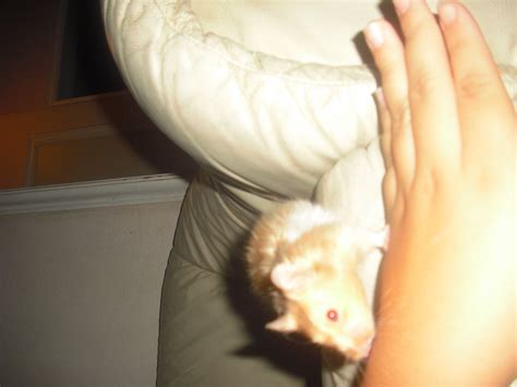 hamster  hamster yiaa flickr