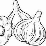 Garlic Coloring Heads Surfnetkids Pages sketch template