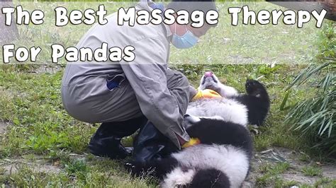 finally  secret technique  panda massage therapist  revealed