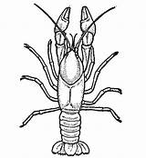 Crayfish Drawing Clipart Colouring Pages Clipartbest Jpeg sketch template