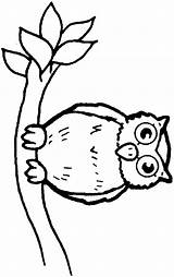 Owl Coloring Pages Printable Color Branch Cartoon Animals Clipart Print Sheet Animal Library Powered Results Clip sketch template