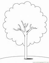 Tree Template Cherry Coloring Pages Trees sketch template