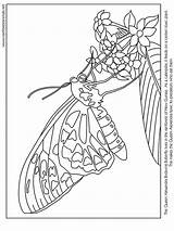 Coloring Pages Rica Costa Butterfly Book Winter Getcolorings sketch template