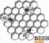 Honeycomb Beehive Honey Hive sketch template