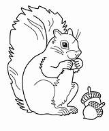 Squirrel Coloring Pages Gray Cartoon Color Printable 95kb 512px Getcolorings sketch template