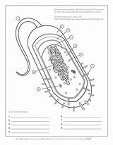 Worksheet Cell Bacterial Bacteria Aab Life sketch template