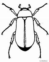 Beetle Colouring Beetles Insectes Insecte Enfants sketch template