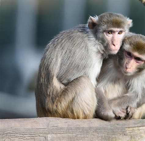 tierpsychologie zu welchen gefühlen tiere wirklich fähig