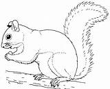 Squirrel Coloring Pages Print Animal sketch template