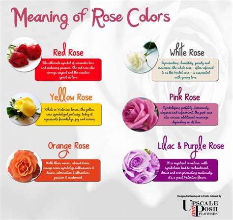 pics  rose color meanings