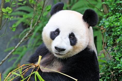 group  giant panda   longer endangered earthcom