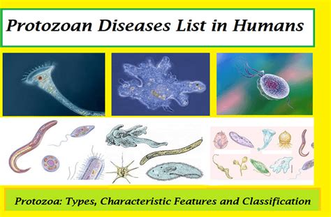 Protozoan Diseases List In Humans Symptoms And Prevention