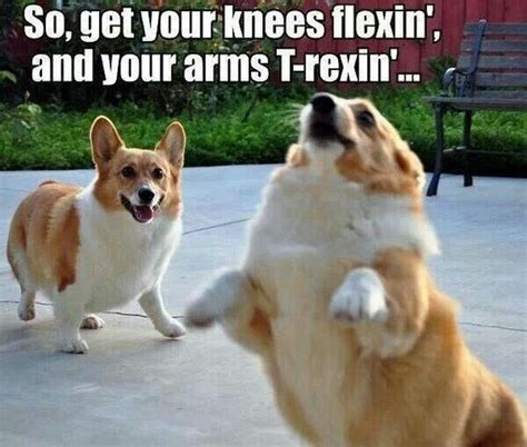 10 Corgi Memes That Will Cheer You Up Instantly