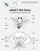 Observation Pollinators Lesson Pollinator Naturalist Outdoorfamiliesonline sketch template