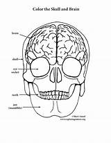 Skull Brain Coloring Anatomy Pages Human Pdf Printable Side Right Getcolorings Elementary Getdrawings Drawing Print Color Sheet Template Psychology Book sketch template