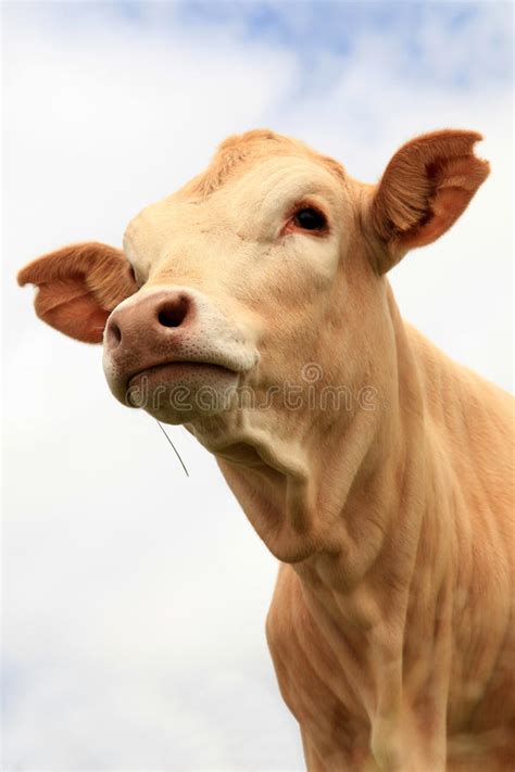 bull calf stock image image  standing mammal farm
