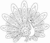 Coloring Peacocks Pages Kids Color Simple Printable Print Adult Children Animals Justcolor sketch template