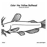Fish Bullhead Category Coloring sketch template