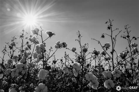 mississippi cotton fields photography  elizabeth gray