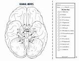 Cranial Endocrine Nerves Nervous Name sketch template