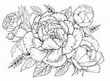 Peonies Colouring Floral Vecteezy Xenia sketch template