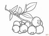 Blueberry Coloring Pages Drawing Bush Line Outline Fruit Branch Drawings Easy Supercoloring Nature sketch template