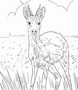 Deer Roe Coloring European Female Pages Ausmalbild Rothirsch sketch template
