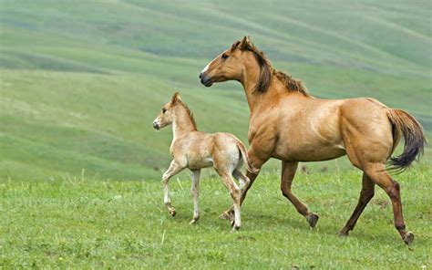 mare  foal running  pasture  alberta canada flicka