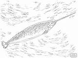 Narwhal Coloring Pages Narwhale Realistic Drawing Kids Getdrawings Supercoloring sketch template