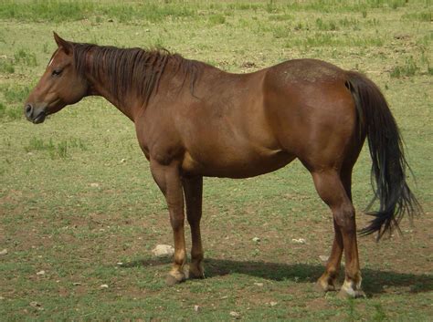 sale jameson quarter horses