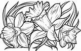 Daffodil Narciso Narcisos Colorironline sketch template