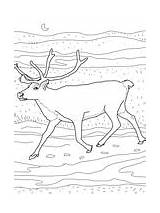 Caribou Coloring Pages Printable Reindeer Supercoloring Color Same Kids Version Click Arctic Designlooter Och Choose Board Categories Cartoons Printables Vattenfärg sketch template