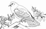 Pigeon Coloring Pages Printable Kids Bestcoloringpagesforkids Template sketch template