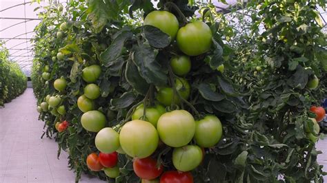 gliki tomato agrilifehellas biotech agro inputs youtube