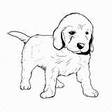 Retriever Ausmalbilder Hunde Hundewelpen Drawing Goldendoodle Frisch Inspirierend Tolle Labrador Malvorlagen Puppies Rottweiler Vorstellung Neu Albanysinsanity Labradoodle Colouring Freddys Tegninger sketch template